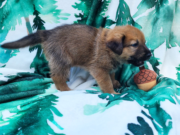 chinook puppy